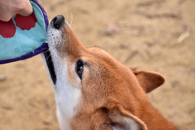 犬の噛み癖がつく理由と改善する方法