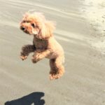 危険な犬の飛びつき癖は必ず改善すべき！飛びつく理由と改善方法