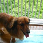 これで粗相は卒業！愛犬の正しいトイレのしつけ方